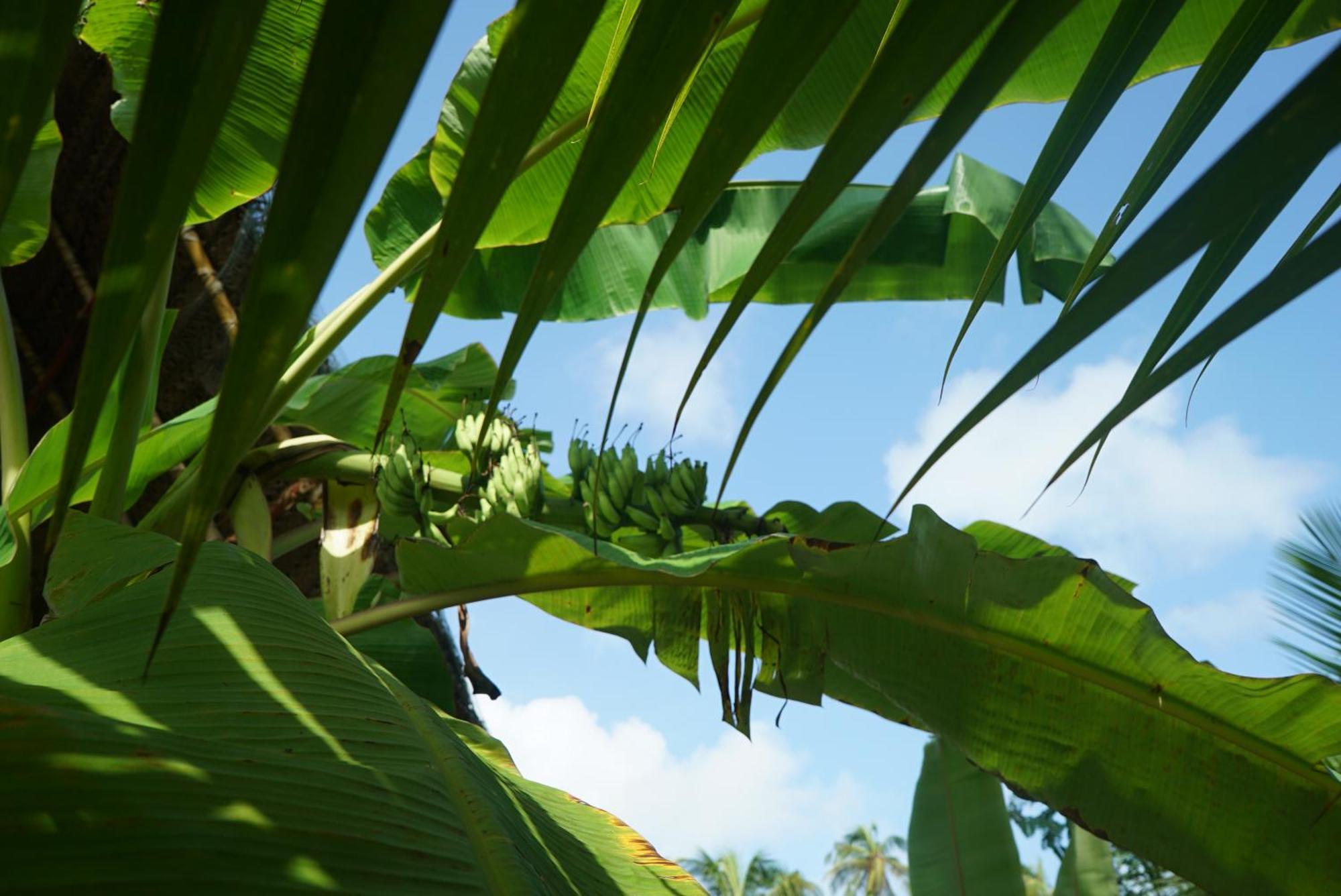 Red Coconut Villa Bentota Eksteriør billede