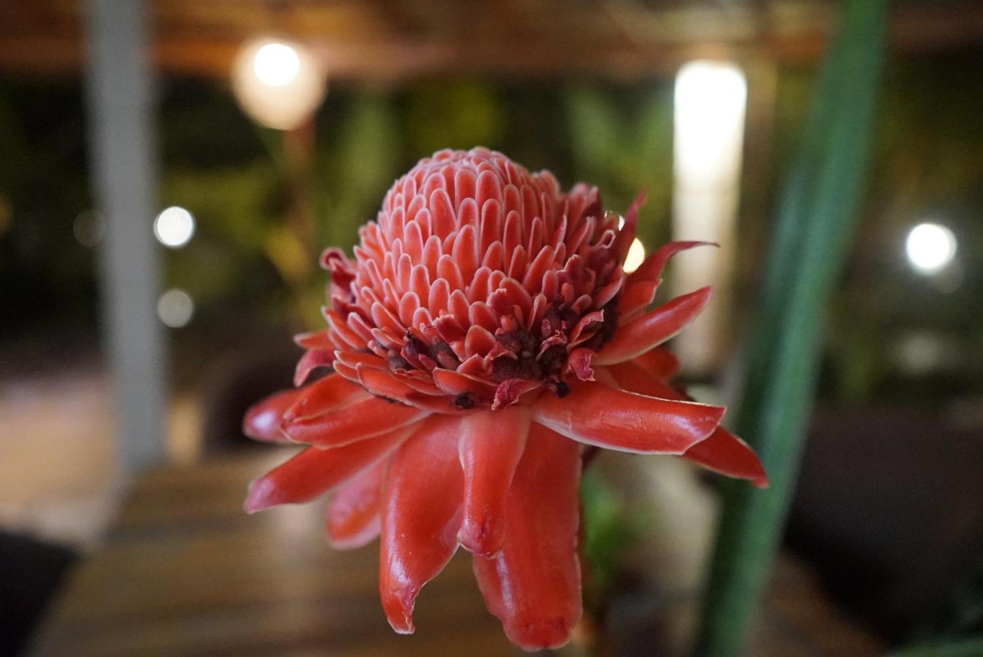 Red Coconut Villa Bentota Eksteriør billede