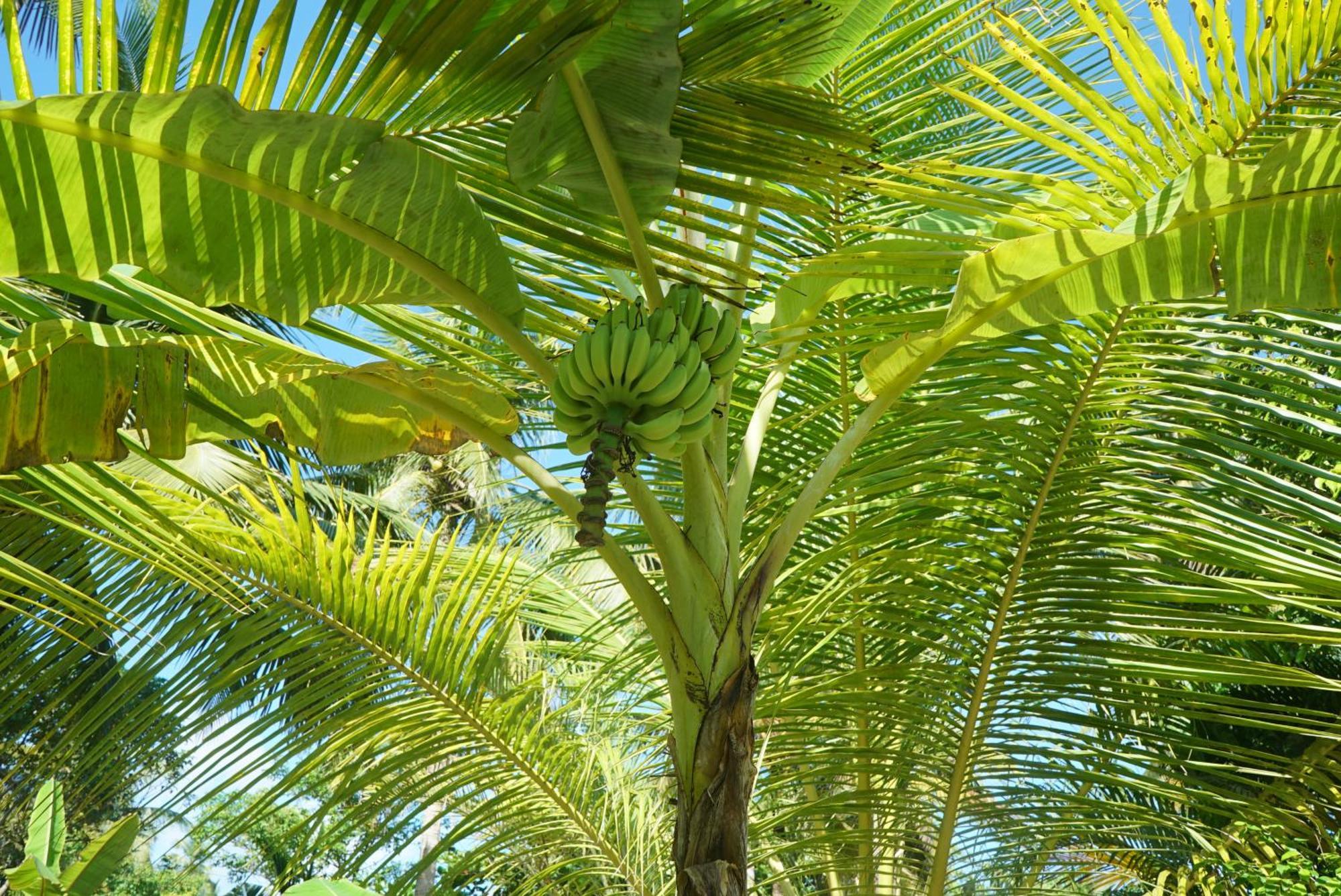 Red Coconut Villa Bentota Eksteriør billede
